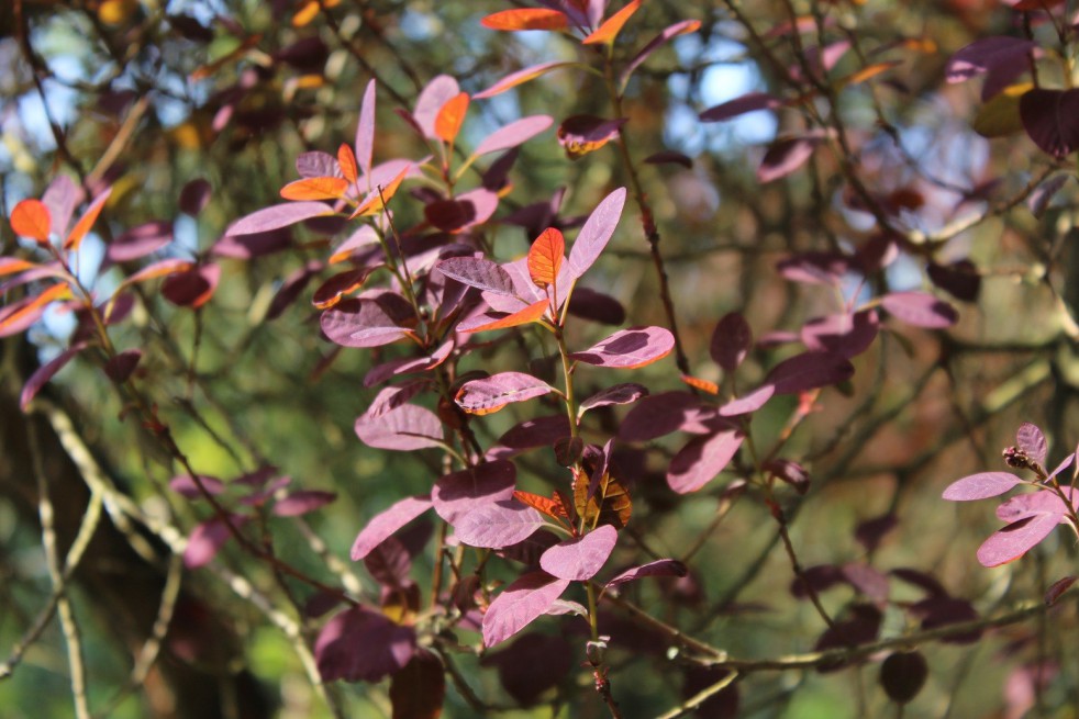 Cotinus Coggygria Royal Purple (Jardins du Monde.be)