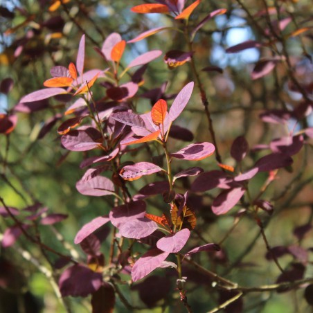 Cotinus Coggygria Royal Purple (Jardins du Monde.be)