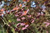 Cotinus Coggygria Royal Purple (Jardins du Monde.be)