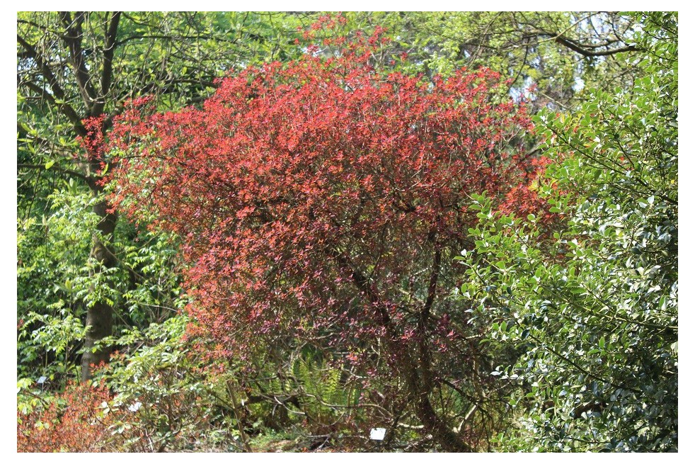 Cotinus Coggygria Royal Purple (Jardins du Monde.be)