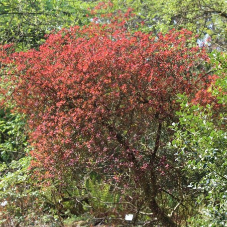 Cotinus Coggygria Royal Purple (Jardins du Monde.be)