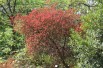 Cotinus Coggygria Royal Purple (Jardins du Monde.be)