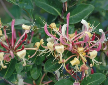 Honeysuckle Belgica select