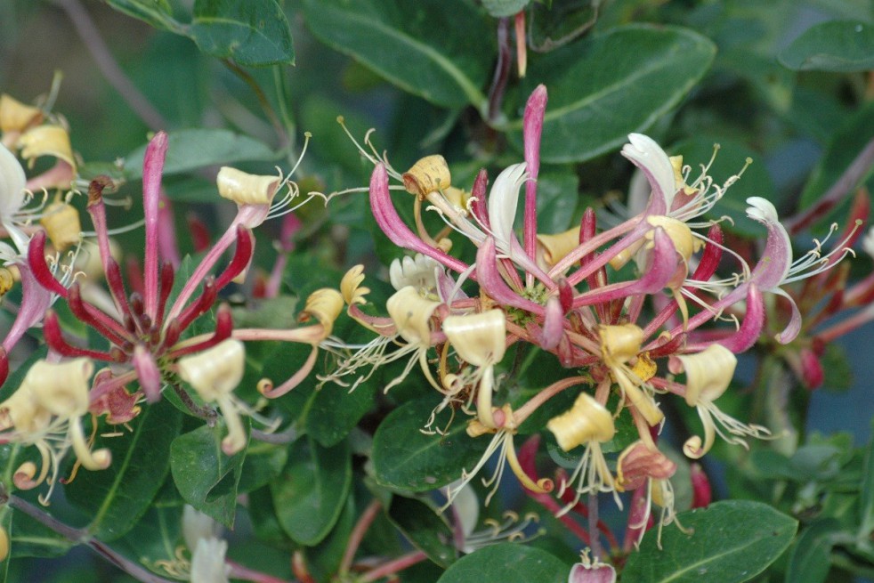 Honeysuckle Belgica select