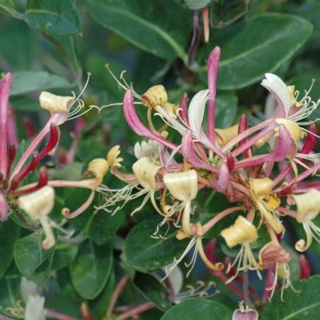 Honeysuckle Belgica select