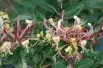 Honeysuckle Belgica select