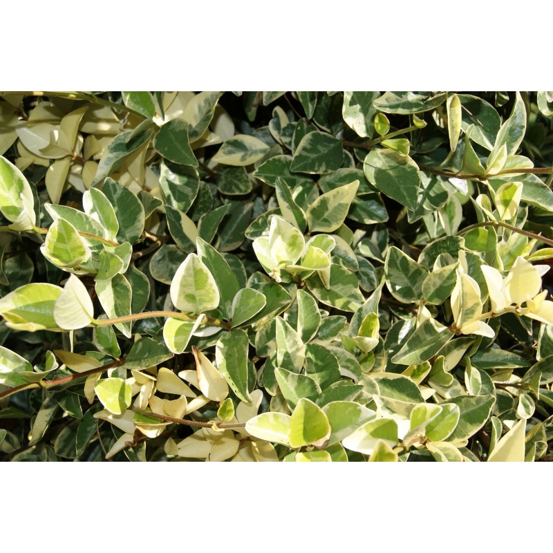 Variegated Star Jasmine - Trachelospermum jasminoides Variegatum