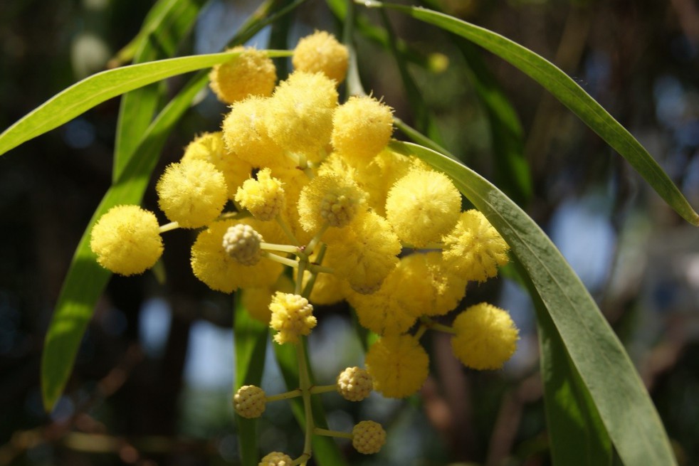 Silver wattle
