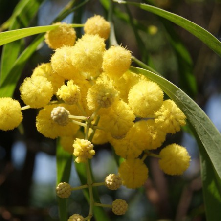 Silver wattle