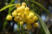 Silver wattle
