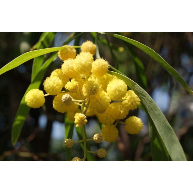 Silver Wattle by Belinda Alexandra Silver Wattle by Belinda Alexandra