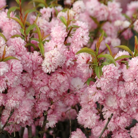 Pink Double Flowering Almond