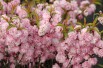 Pink Double Flowering Almond