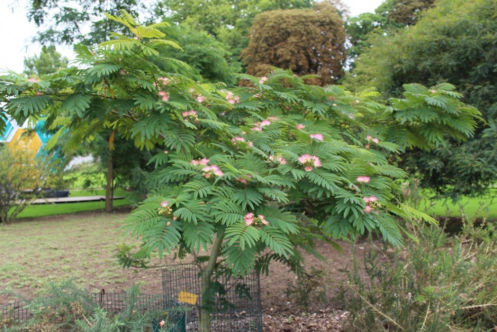 Arbre à soie