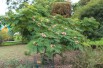 Persian silk tree