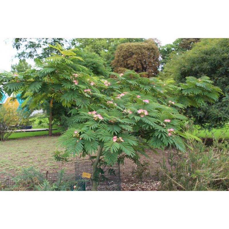 Persian silk tree pink silk tree Julibrissin