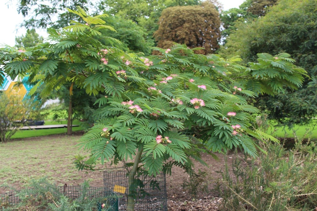 Persian Silk Tree Pink Silk Tree Albizia Julibrissin