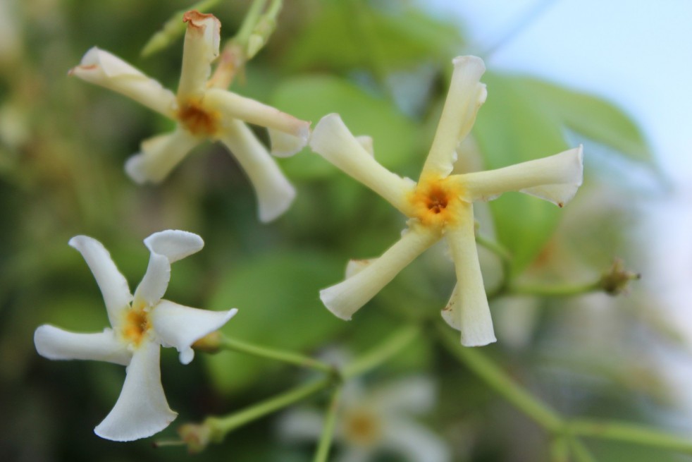 Aziatische jasmijn - Jasmin étoilé jaune Toscane - Jardins du Monde.be