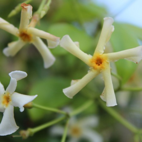 Jasmin étoilé jaune Toscane - Jardins du Monde.be