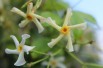 Jasmin étoilé jaune