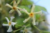 Asiatic jasmine-Jasmin étoilé jaune Toscane - Jardins du Monde.be