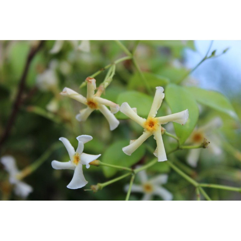 Yellow Star Jasmine Trachelospermum jasminoides Star of Toscane