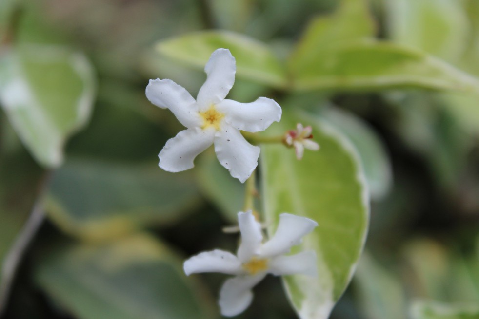 Trachelospermum Jasminoides Arche 250cm x 60L