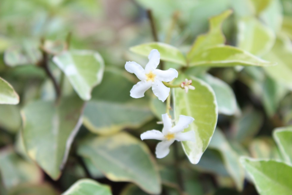 Jasmin étoilé panaché