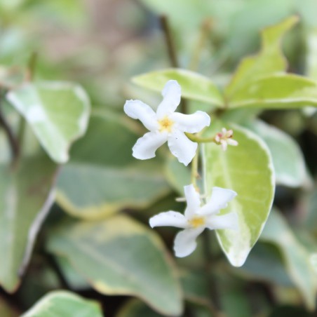 Jasmin étoilé panaché