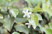 Variegated Star Jasmine