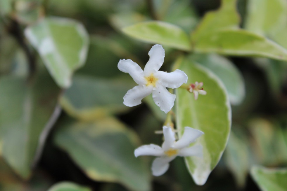 Jasmin étoilé panaché