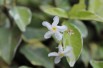 Variegated Star Jasmine
