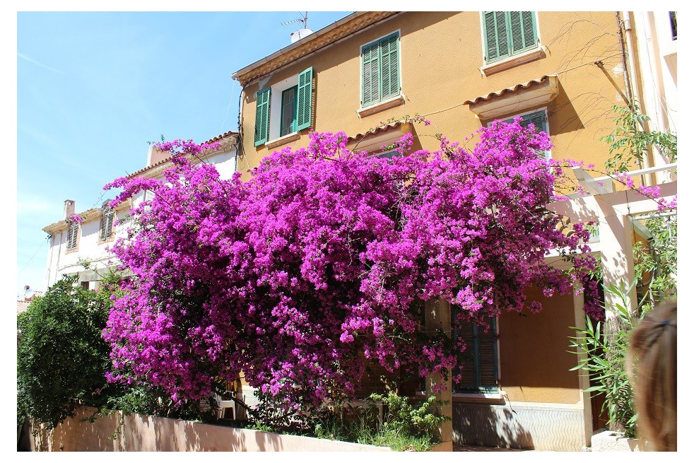 Purple Bougainvillea