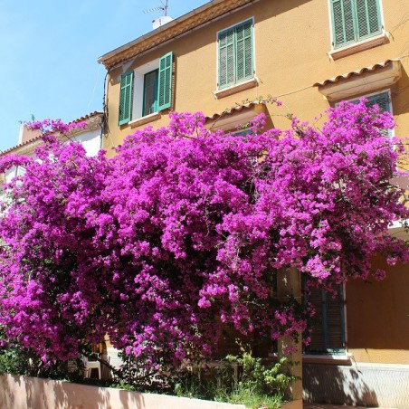 Purple Bougainvillea