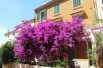 Paarse bougainvillea