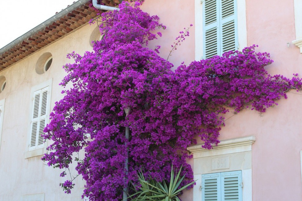 Paarse bougainvillea