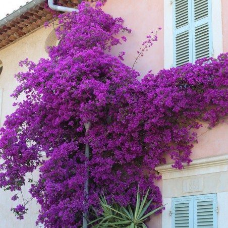 Purple Bougainvillea