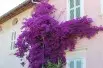 Bougainvillier violet