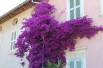 Paarse bougainvillea