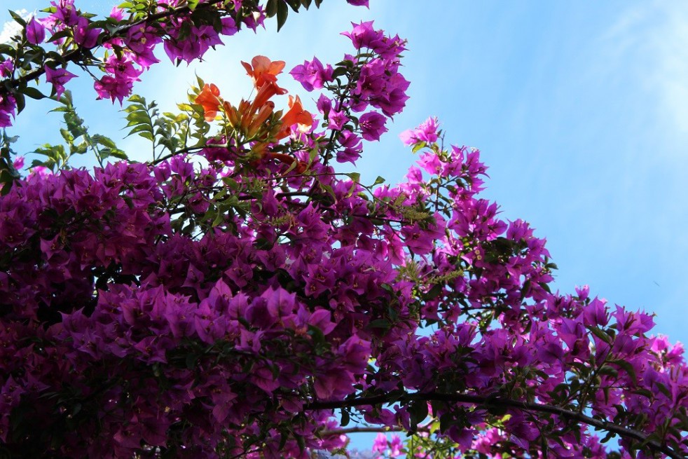 Purple Bougainvillea