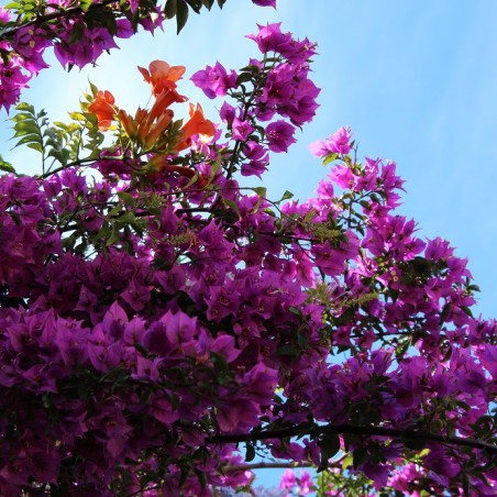 Purple Bougainvillea