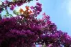 Bougainvillier violet