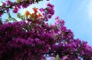 Paarse bougainvillea