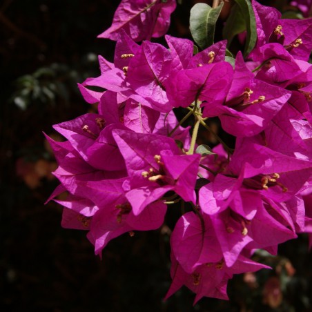Purple Bougainvillea