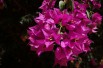 Paarse bougainvillea