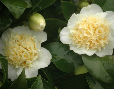 Camellia jaune