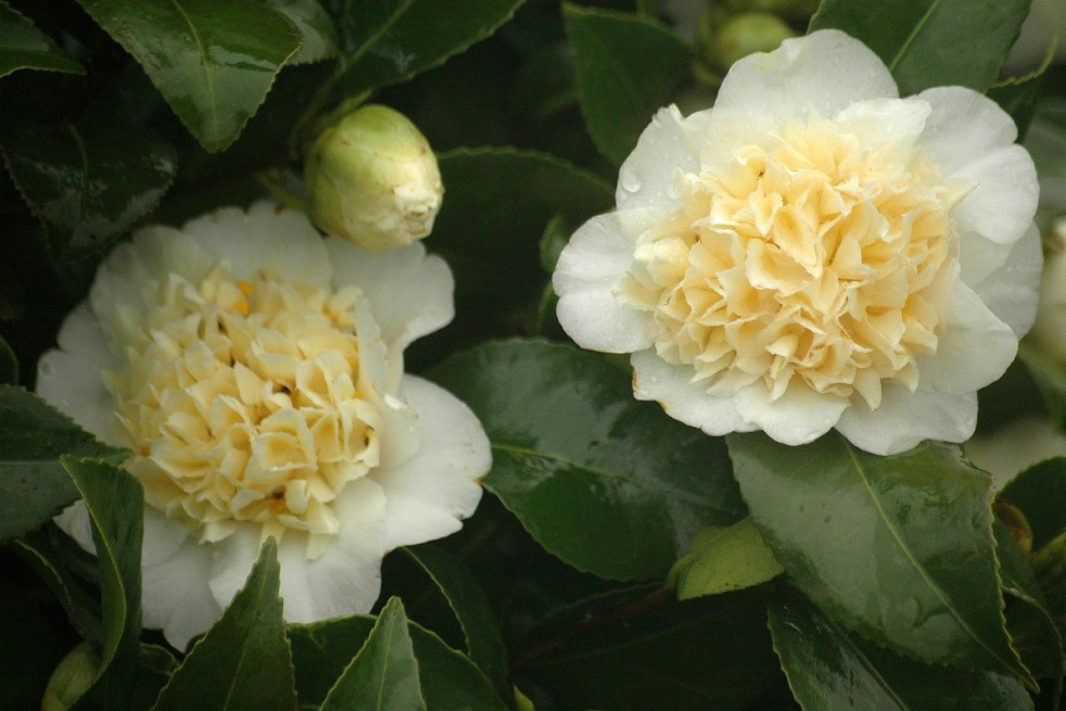 Yellow camellia