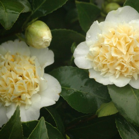 Camellia jaune