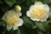 Yellow camellia