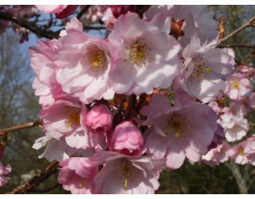 Cerisier à fleurs du Japon Accolade